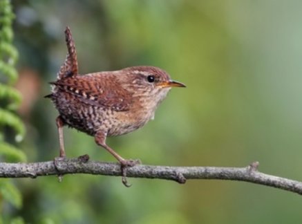 Participez Au Comptage Des Oiseaux Du Jardin Famiflora Ouvert 7 7