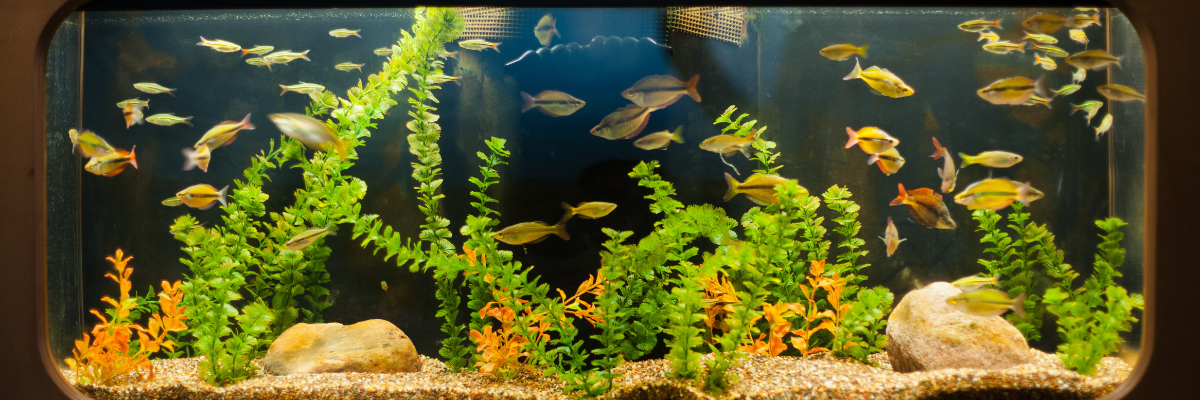 Aquarium - Famiflora: tuin, deco en Alle dagen open