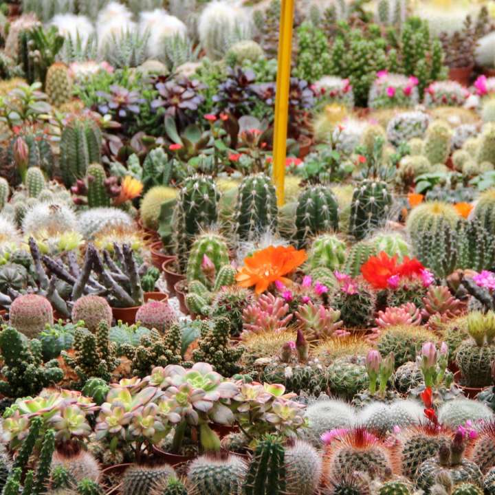 Famiflora - Grootste kamerplanten | Cactussen