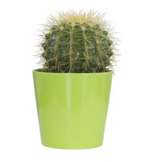metgezel Tien jaar Weekendtas Populaire Cactussen