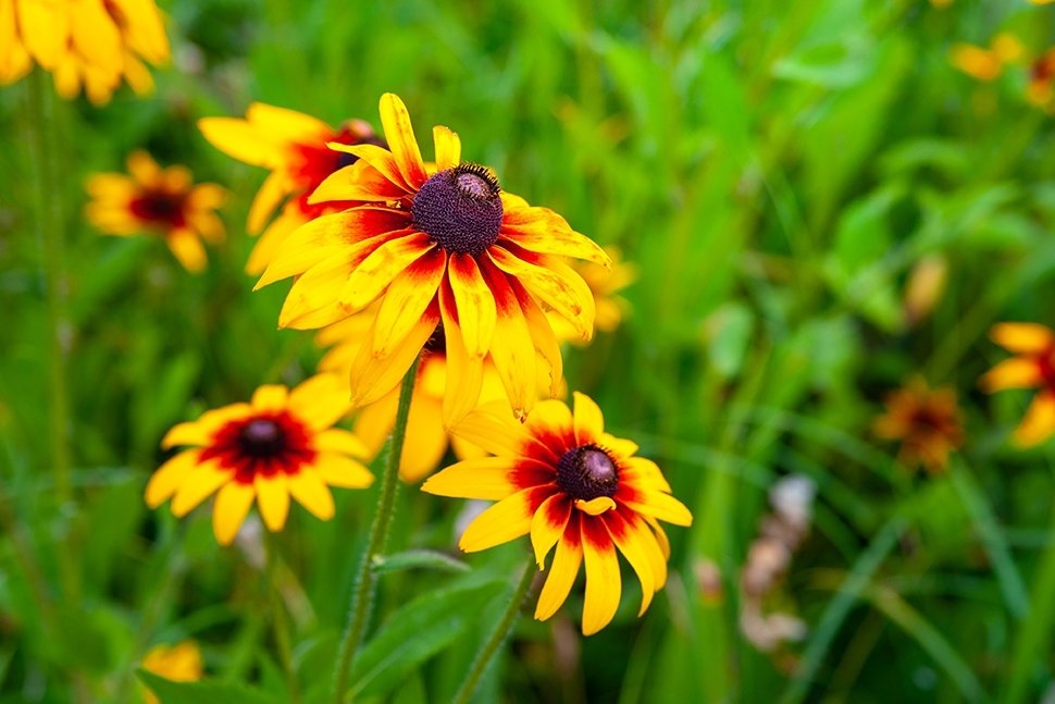 Début du printemps avec des bulbes en pot - Famiflora ouvert 7/7