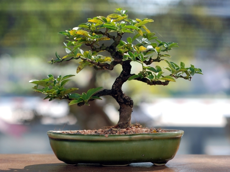 Un bonsai pour votre intérieur - Famiflora ouvert 7/7
