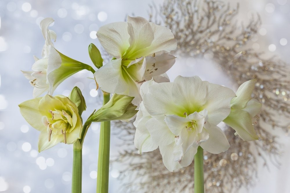 De Allermooiste Kerstbal: Amaryllis - Famiflora: Tuin, Deco En Dier ...