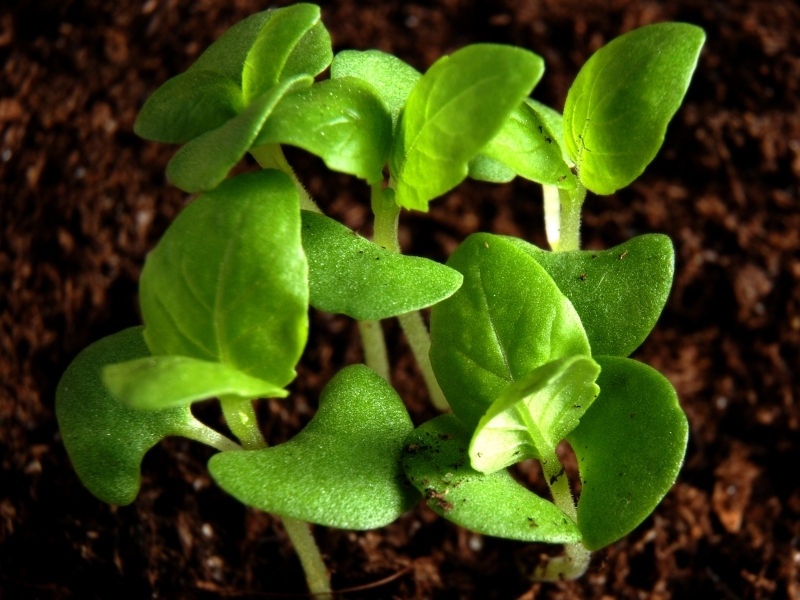 Les astuces pour cultiver vos herbes aromatiques comme une pro
