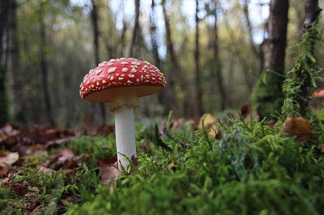 https://www.famiflora.be/files/images/misc/octobre-mois-des-champignons-640x426-630de53da3274_n.jpg