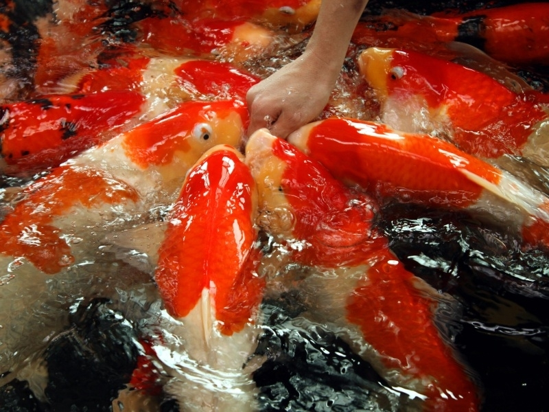 Quelle alimentation pour un poisson rouge? > Aquiflor - Jardinerie