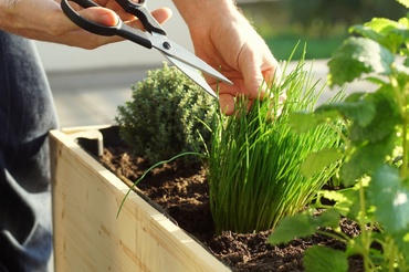 15 conseils pour le jardin et le balcon en août.