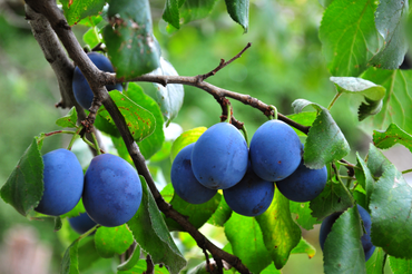 5 fijne fruitbomen