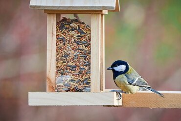 Aidez les oiseaux à affronter le froid hivernal