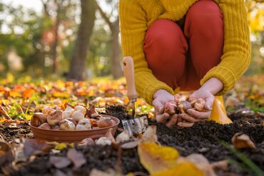 Planter des bulbes à fleurs : voici comment s'y prendre