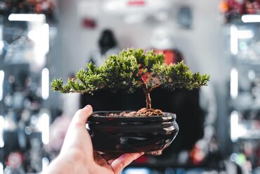 Bonsai: zo start je met je allereerste miniboom bij je thuis