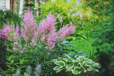 De schoonheid van de schaduwrijke tuin: ideeën en inspiratie