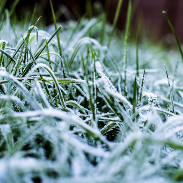 Gazononderhoud in de winter: tips voor een groen en gezond gazon