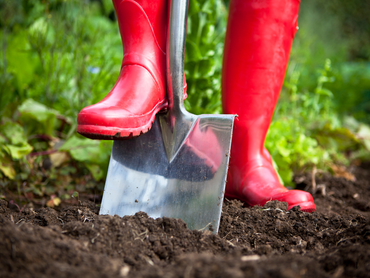 Het najaar: de ideale periode voor aanplanting!