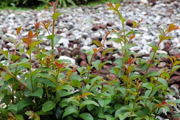 La fascinante Leucothoe : un bel ajout à votre jardin