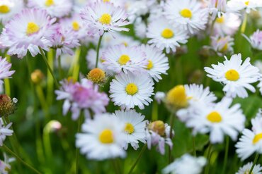 Lenteverrassingen: jouw schaduwtuin laten stralen!