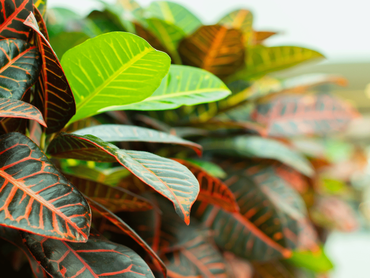 Planten vol kleur: goed voor je interieur én je humeur