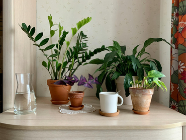 Plantes d'intérieur pour débutants : voici comment avoir la main verte