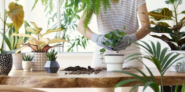 Rempoter et entretenir vos plantes d’intérieur en janvier : les conseils de Famiflora !