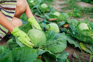 Tips voor de nazomermoestuin