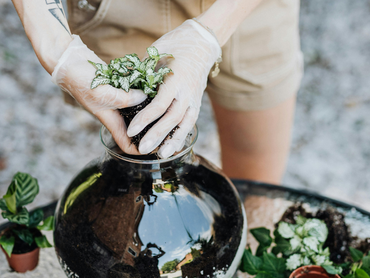 Tuinieren onder glas: van terrarium tot mosbal