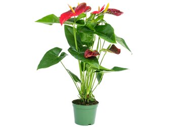 Plantes suspendues, accroches-regards tendance - Famiflora ouvert 7/7