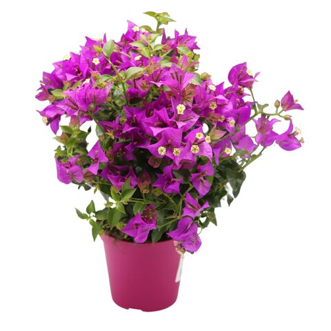 Bougainvillea struik p14