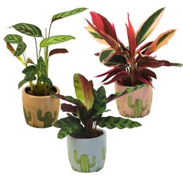 Calathea p7