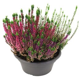 Calluna bl. 3-kleur p9.5