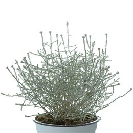 Calocephalus brownii P10.5-p13