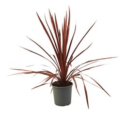 Cordyline aus. 'Red star' p17