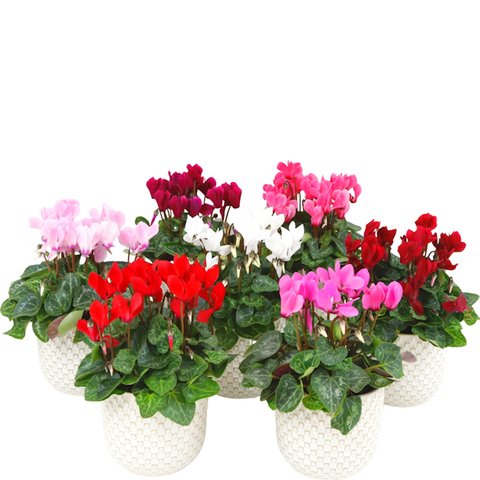 Cyclamen mix p10/p12