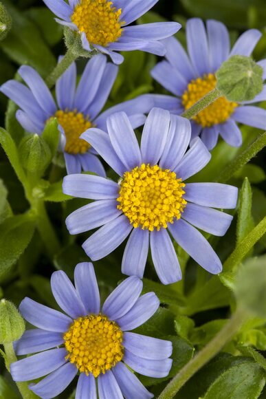 Felicitara Blue - afbeelding 1