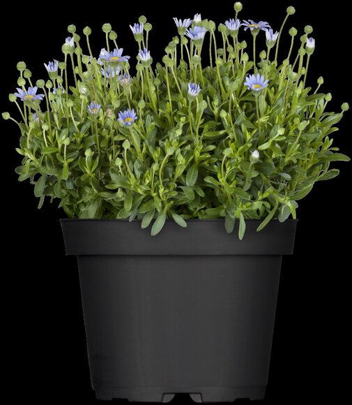 Felicitara Blue - afbeelding 2