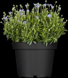 Felicitara Blue - afbeelding 2