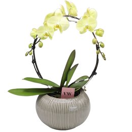 Orchideepot bol gestreept 22cm - groen - afbeelding 2