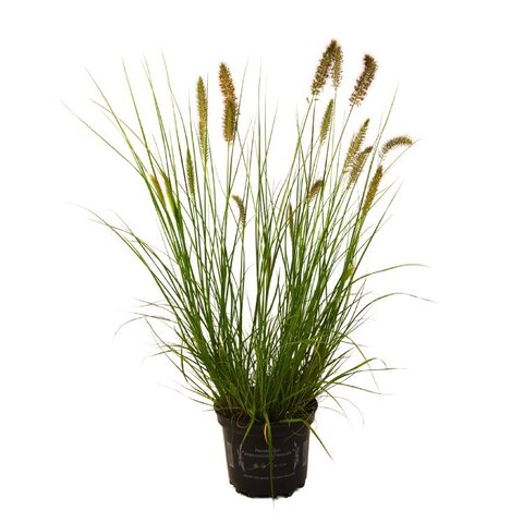 Pennisetum alop. 'Hameln' c3L