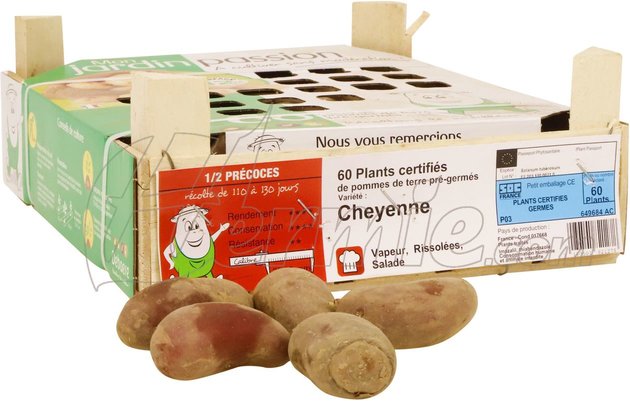 pomme de terre Cheyenne France (Peau rouge) bac 60 pcs - 28/30 (France) - image 1