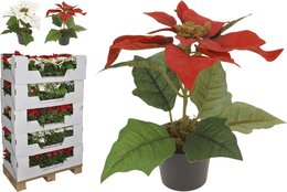 poinsettia dans pot, 20cm, 2ass