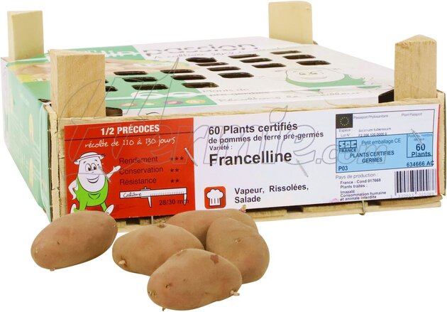 pomme de terre Franceline bac 60 pcs - rouge 28/30 (France)