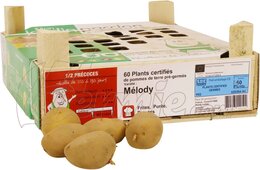 pomme de terre Mélody bac 60 pcs - 28/35 (France) - image 1