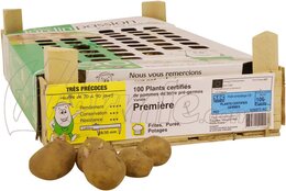 pomme de terre Première bac 100 pcs - 28/35 (Hollande) - image 1