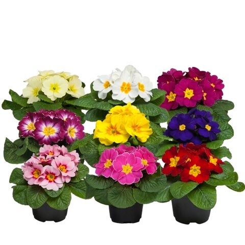 Primula Mix M-R p10.5 - afbeelding 2