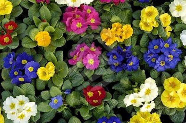 Primula Mix M-R p10.5 - afbeelding 3