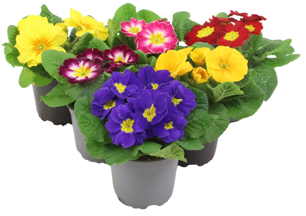 Primula Mix M-R p10.5 - afbeelding 1