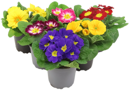 Primula Mix M-R p10.5 - afbeelding 1