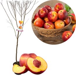 Prunus n. 'Flavortop' str C 7,5L